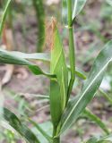 Zea mays