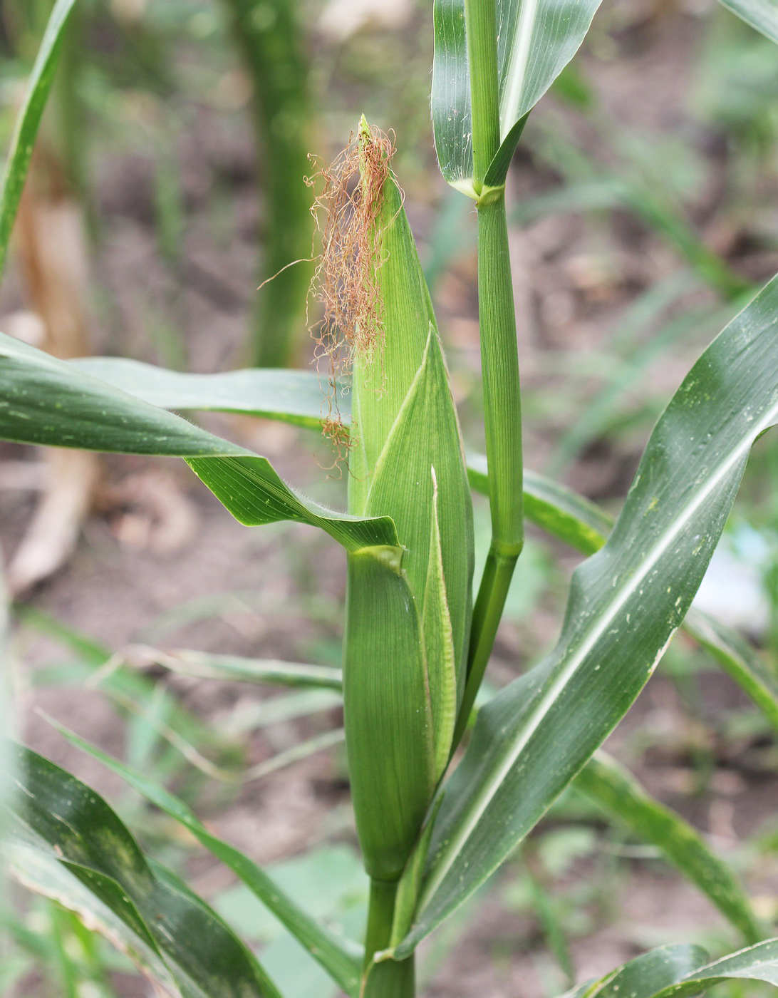 Изображение особи Zea mays.