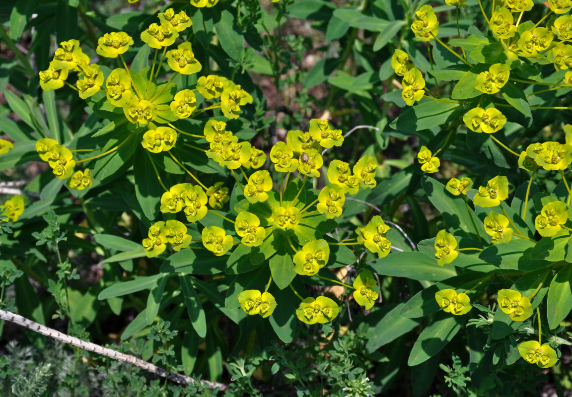 Изображение особи Euphorbia stepposa.