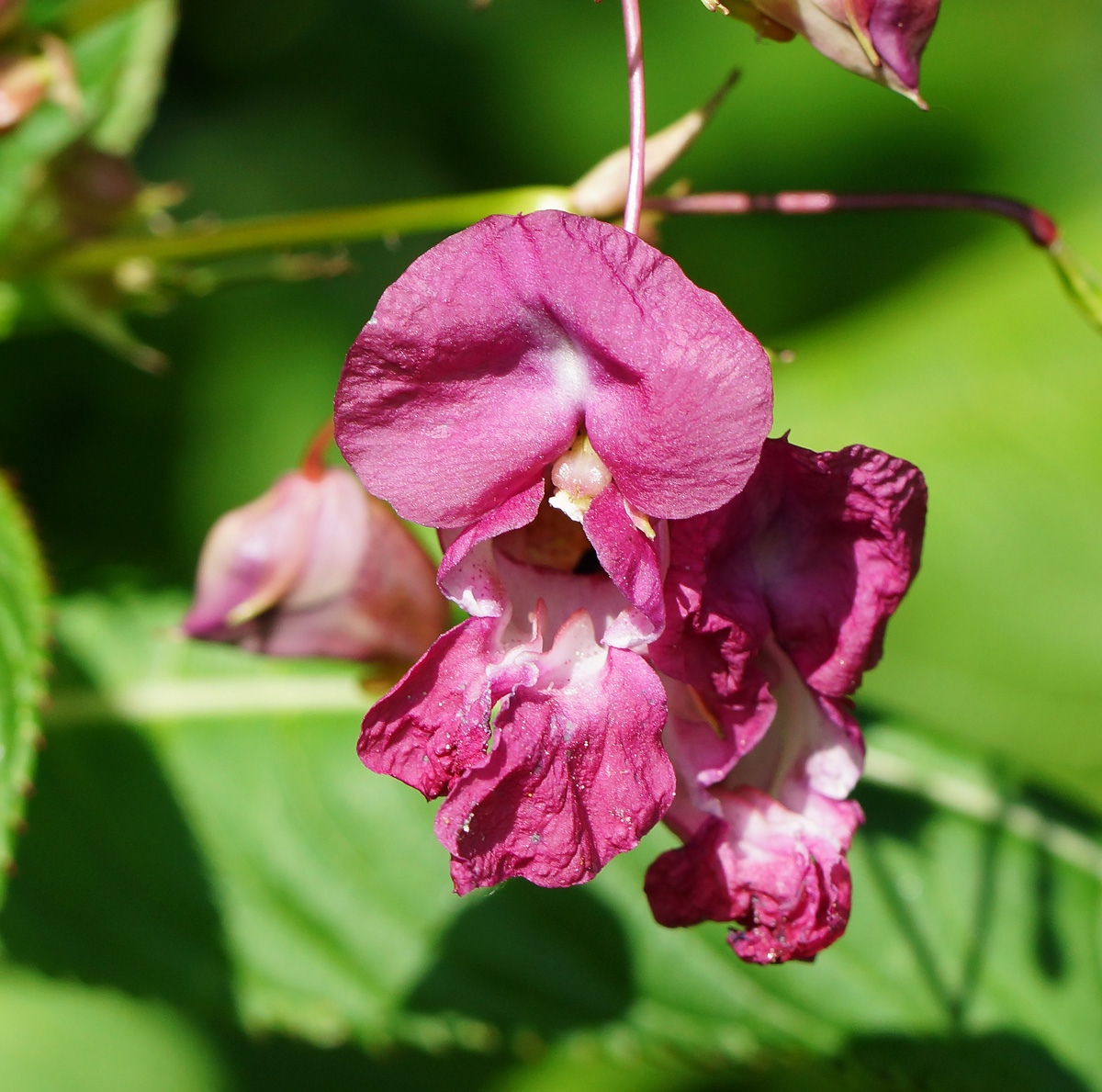 Изображение особи Impatiens glandulifera.