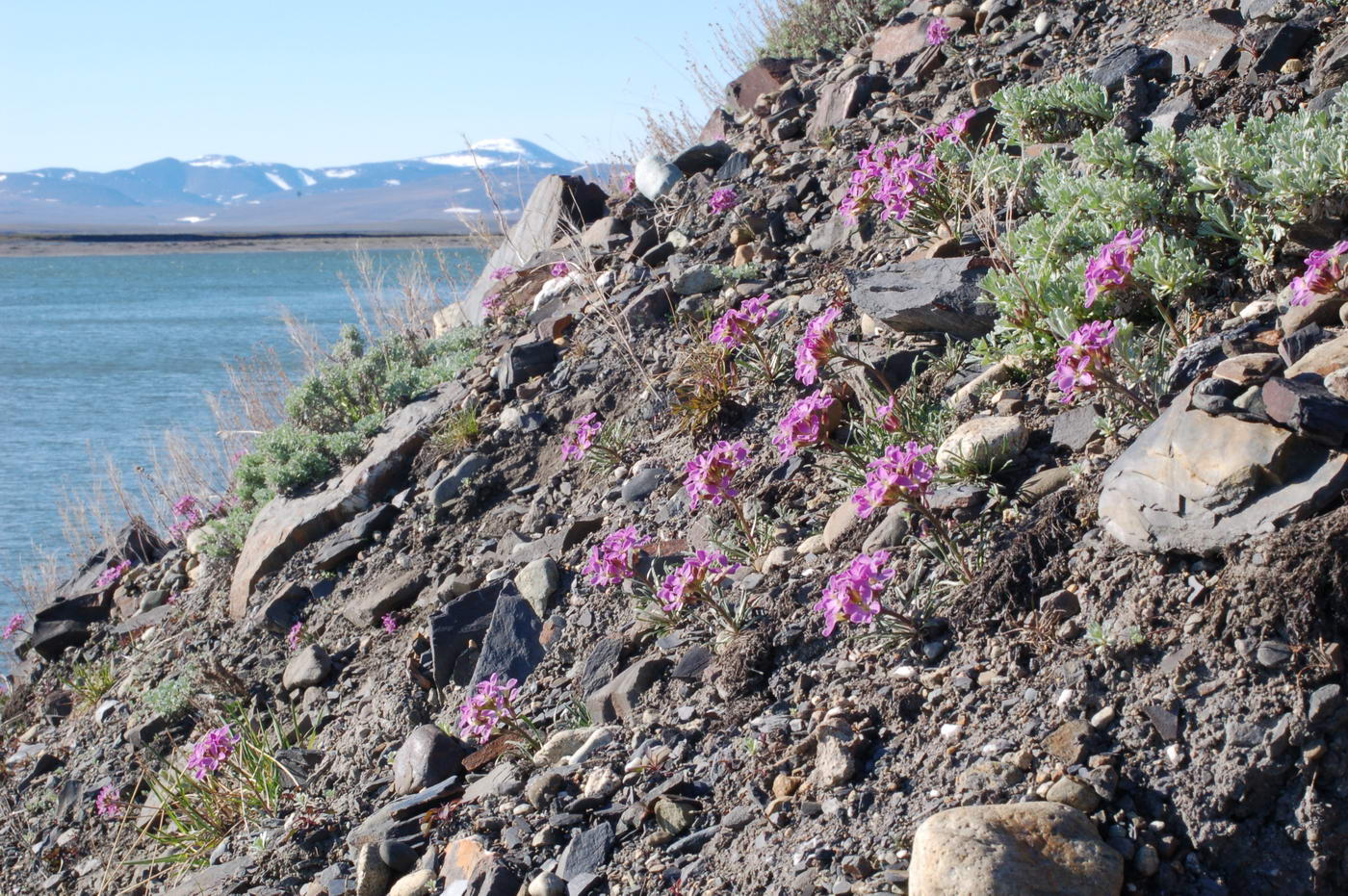 Изображение особи Erysimum pallasii.