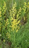 Galium pamiro-alaicum