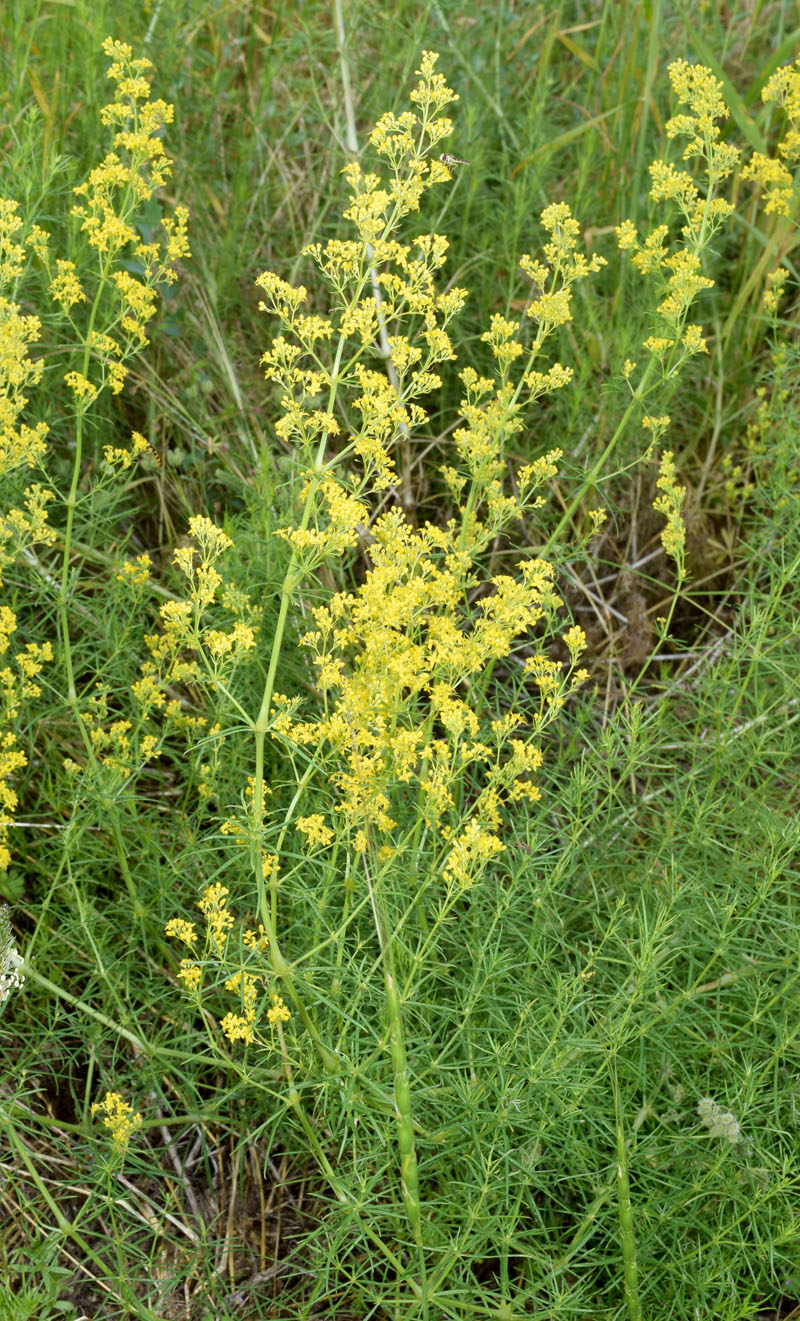 Image of Galium pamiro-alaicum specimen.