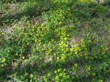 Chrysosplenium alternifolium
