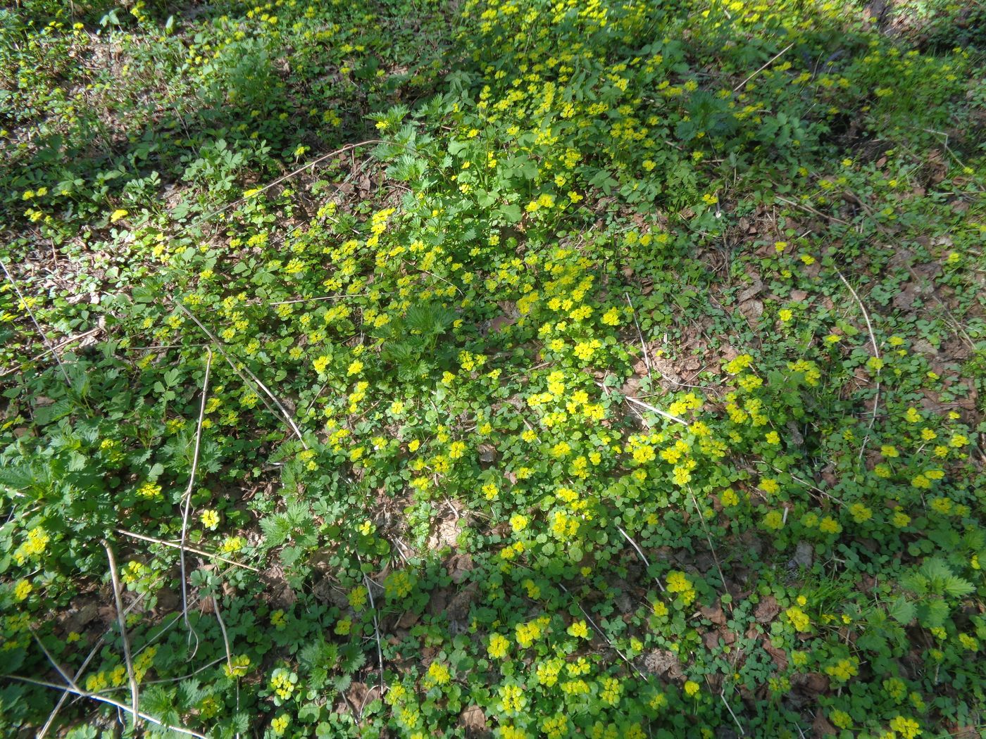 Image of Chrysosplenium alternifolium specimen.