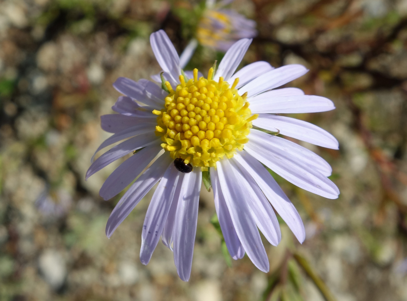 Image of genus Heteropappus specimen.