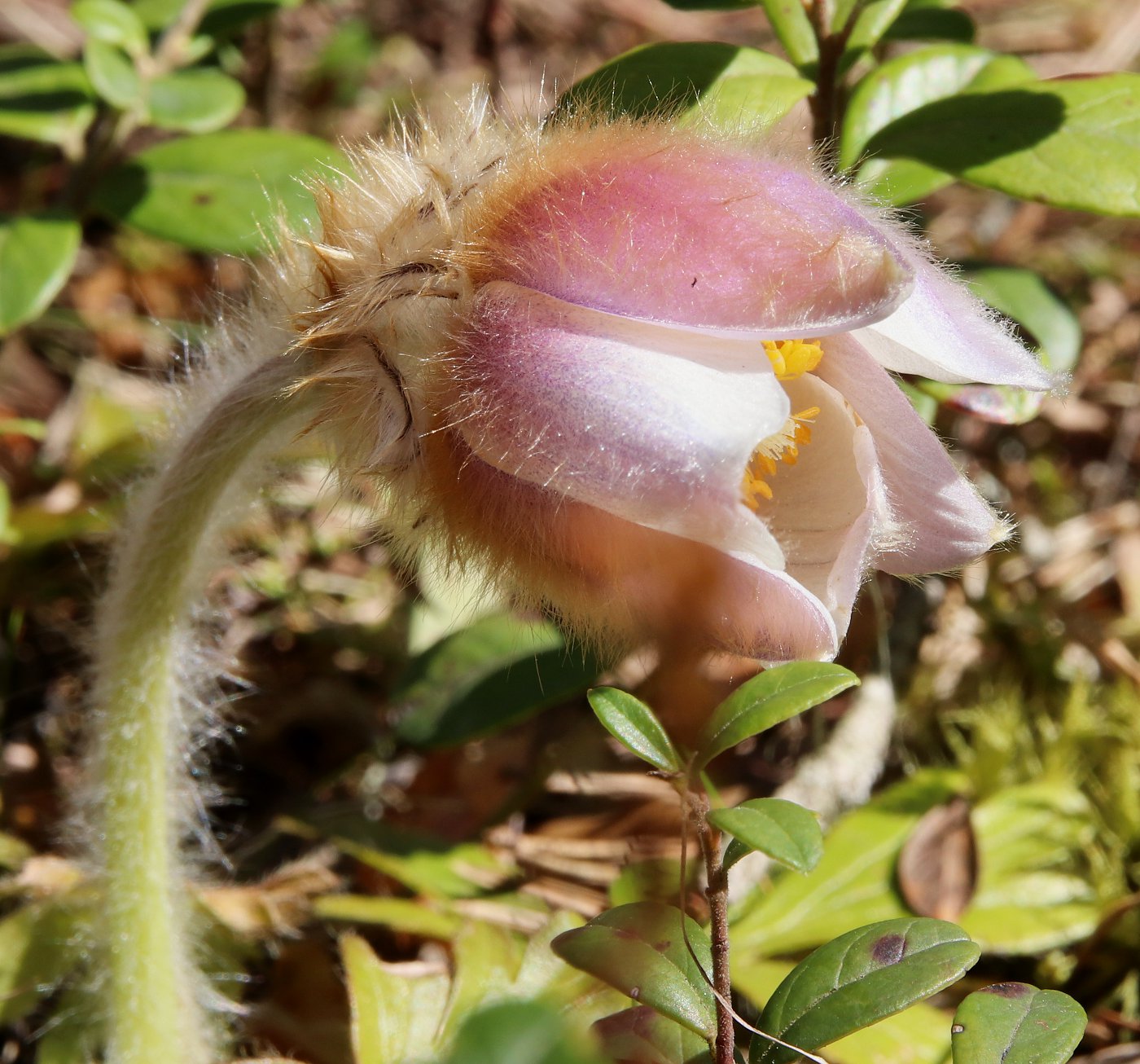 Image of Pulsatilla vernalis specimen.