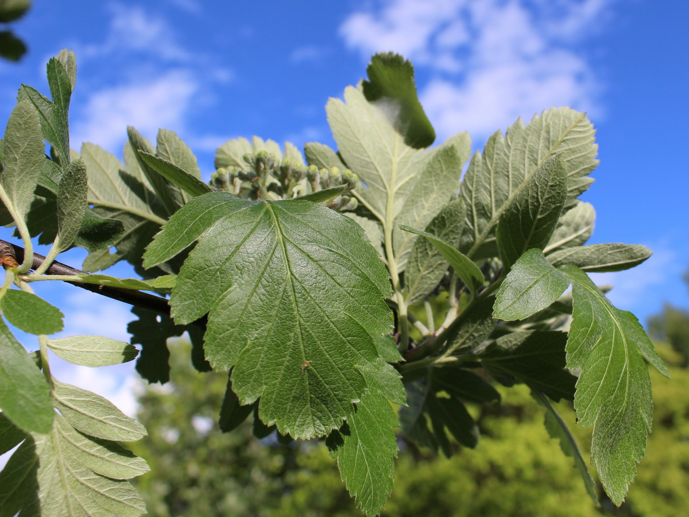 Image of Sorbus intermedia specimen.