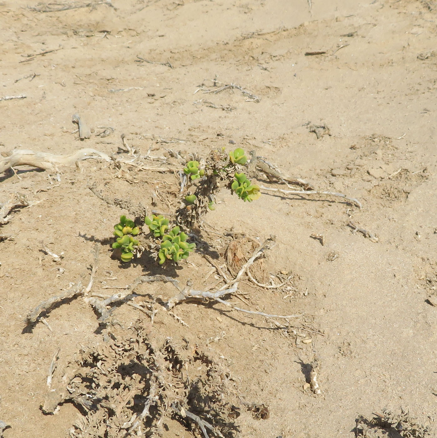 Image of Tetragonia decumbens specimen.