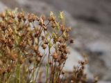 Saxifraga funstonii