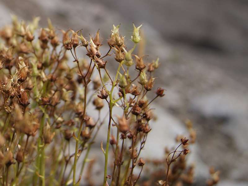 Изображение особи Saxifraga funstonii.