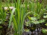 Iris pseudacorus