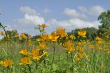 Trollius chinensis