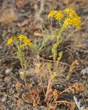 Senecio jacobaea