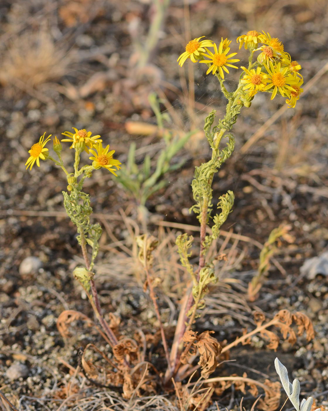 Изображение особи Senecio jacobaea.