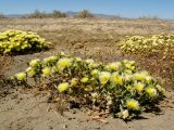 Mesembryanthemum eurystigmatum