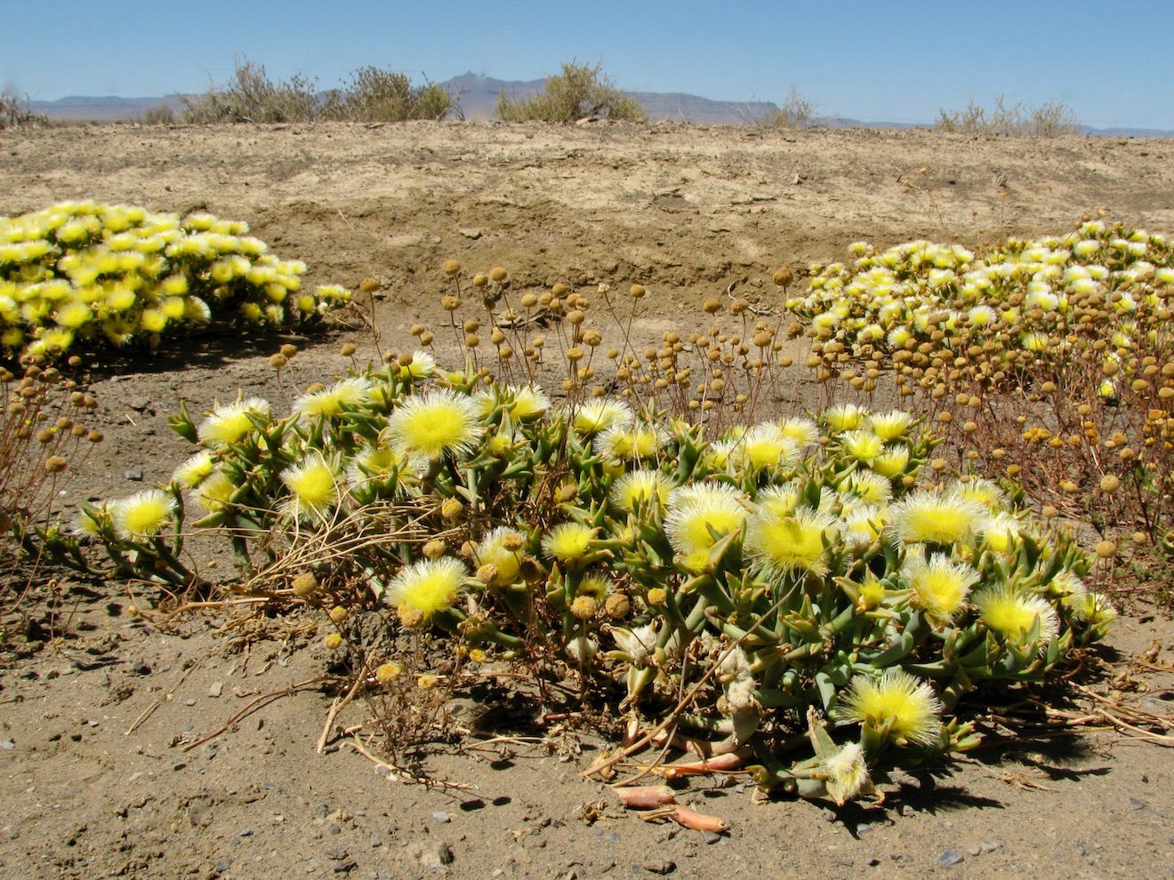 Изображение особи Mesembryanthemum eurystigmatum.