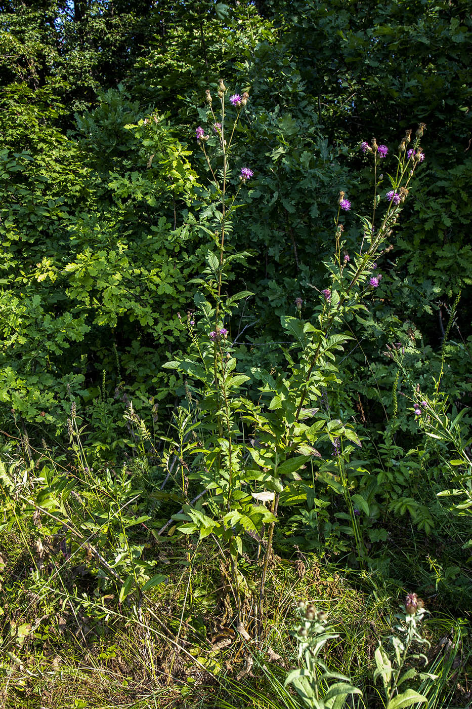 Изображение особи Serratula coronata.