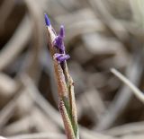 Tillandsia recurvata