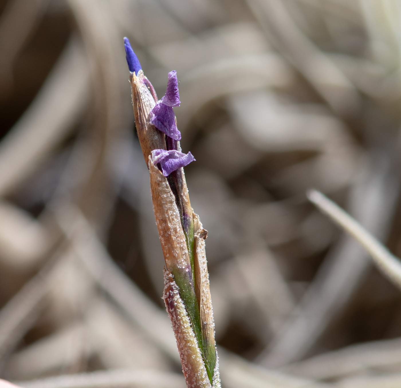 Изображение особи Tillandsia recurvata.