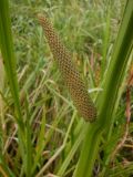 Acorus calamus