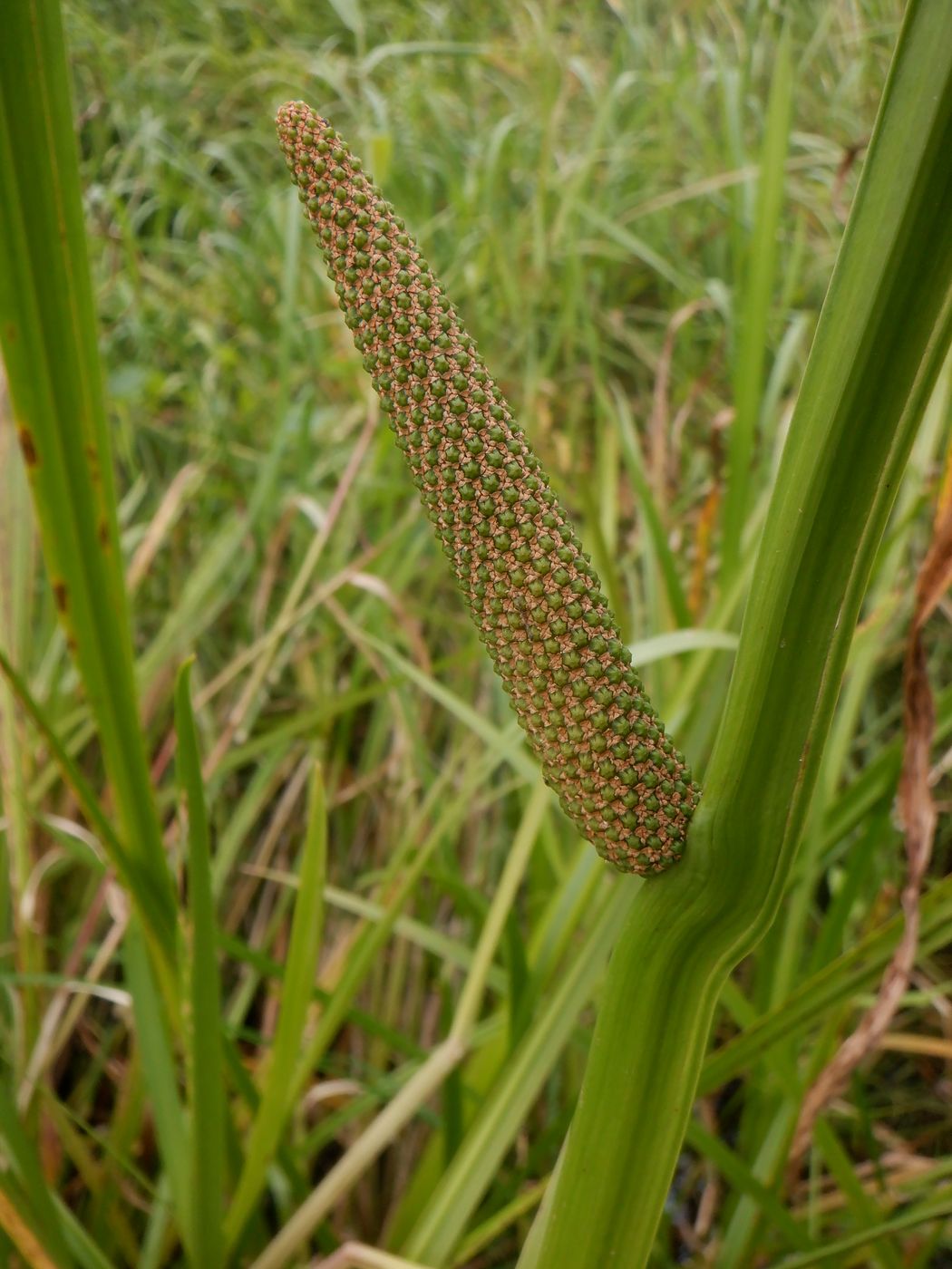 Изображение особи Acorus calamus.