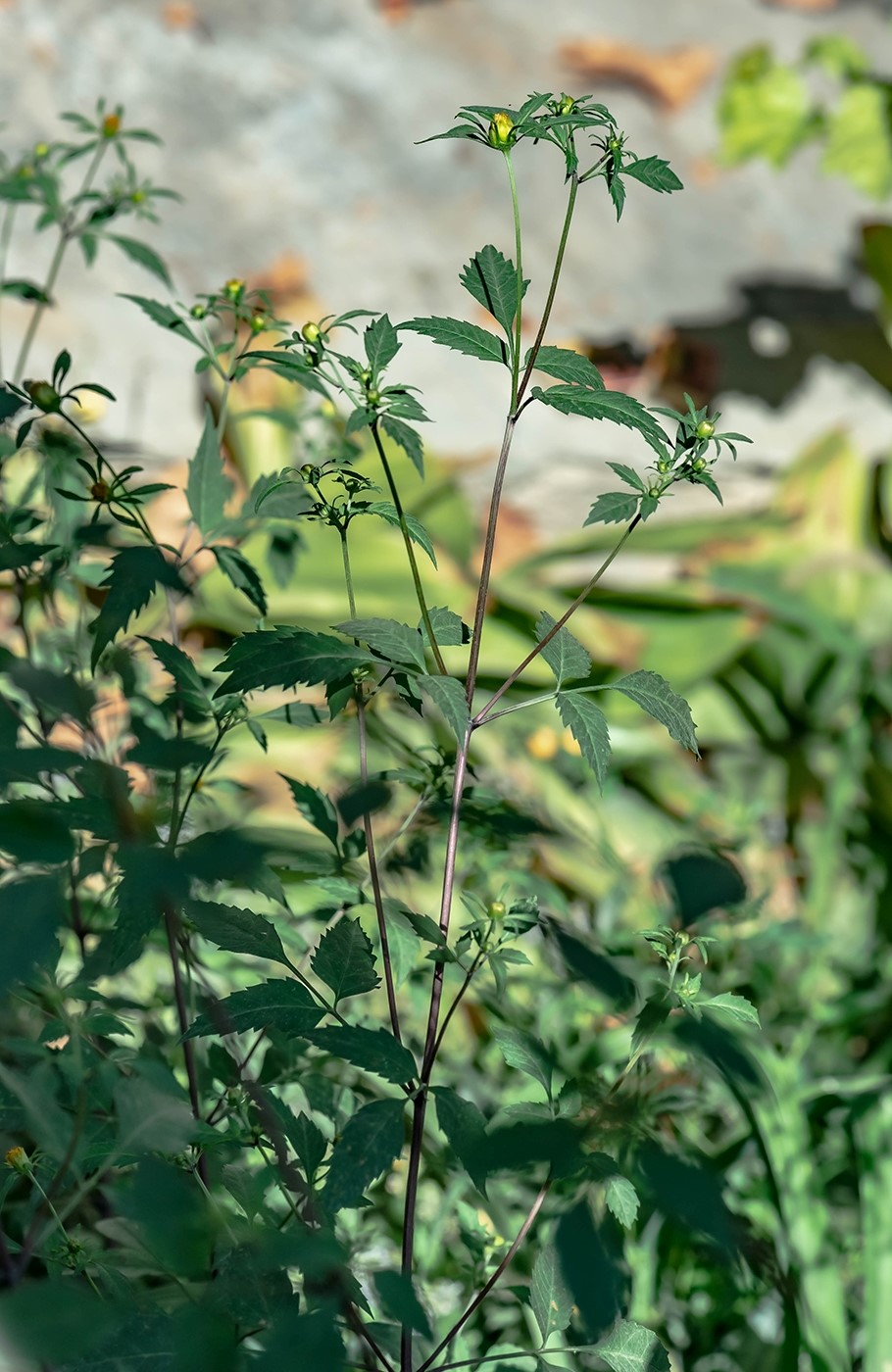 Изображение особи Bidens frondosa.