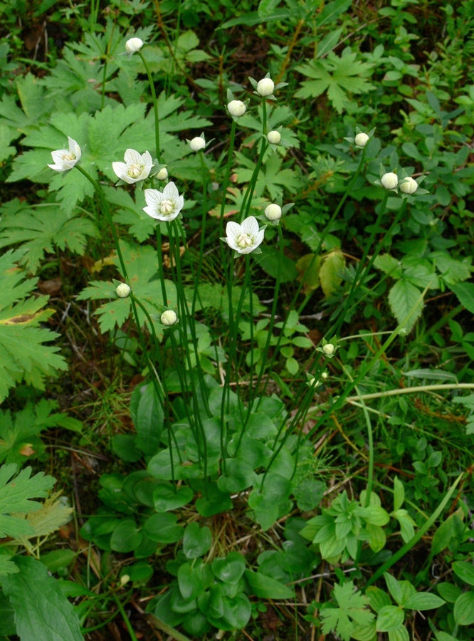 Изображение особи Parnassia palustris.