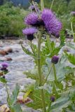 Cirsium sychnosanthum
