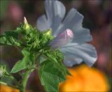 Malva trimestris