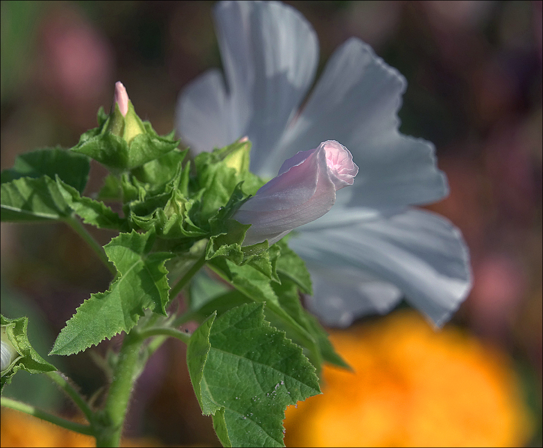 Image of Malva trimestris specimen.