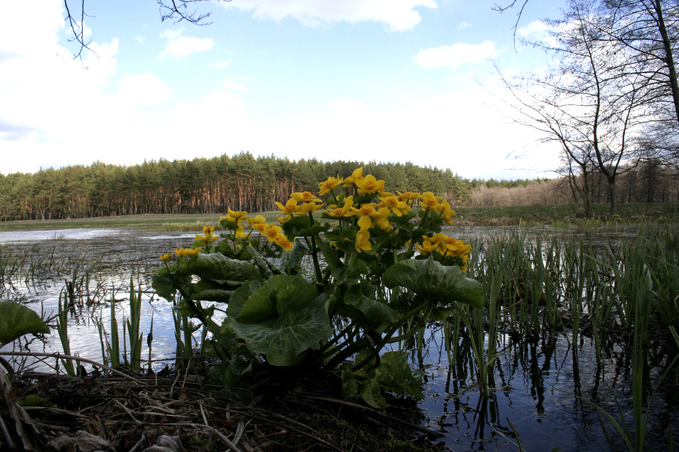 Изображение особи Caltha palustris.