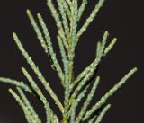 Tamarix usneoides