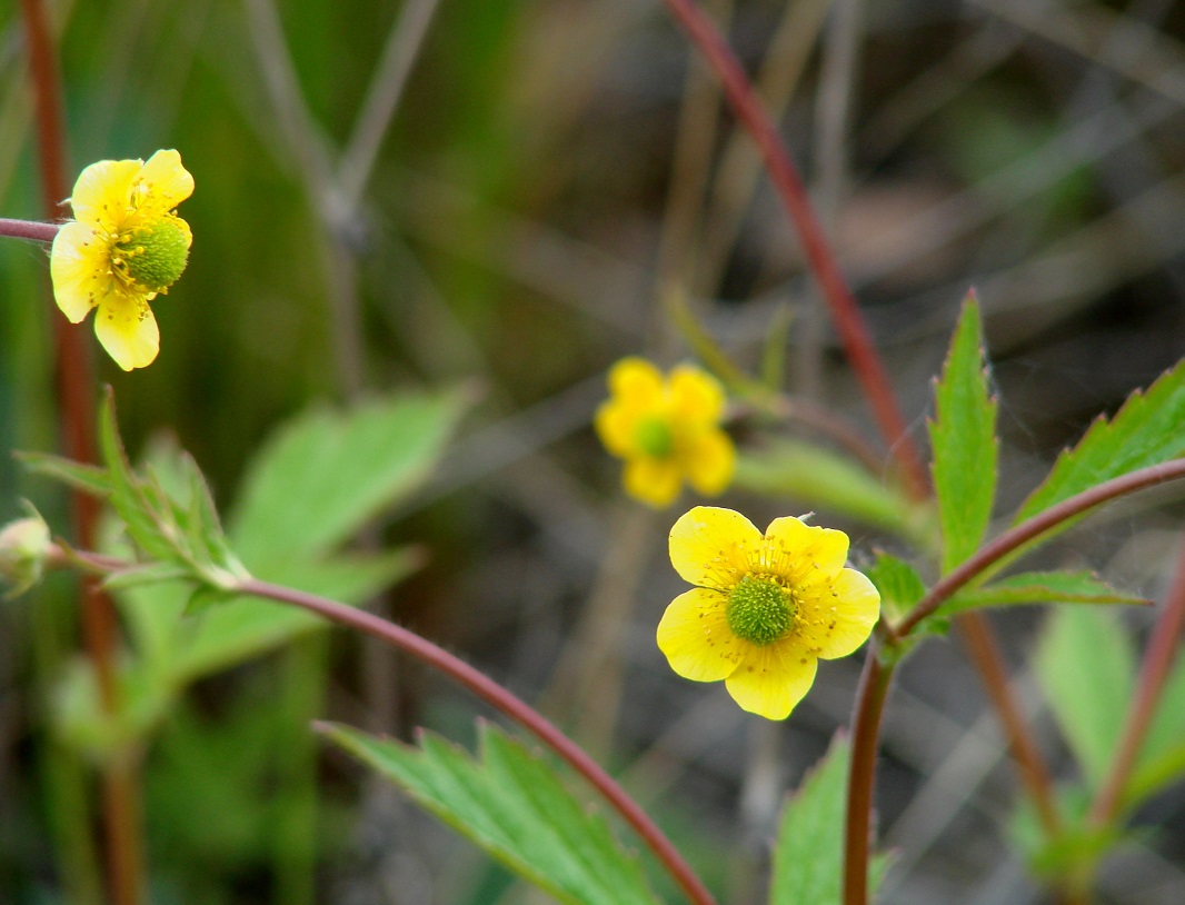 Image of Geum aleppicum specimen.