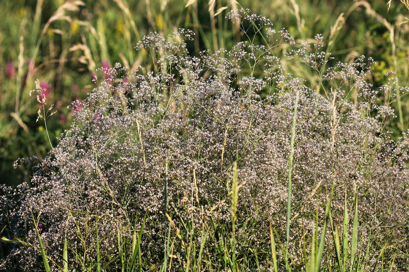 Image of Gypsophila paniculata specimen.