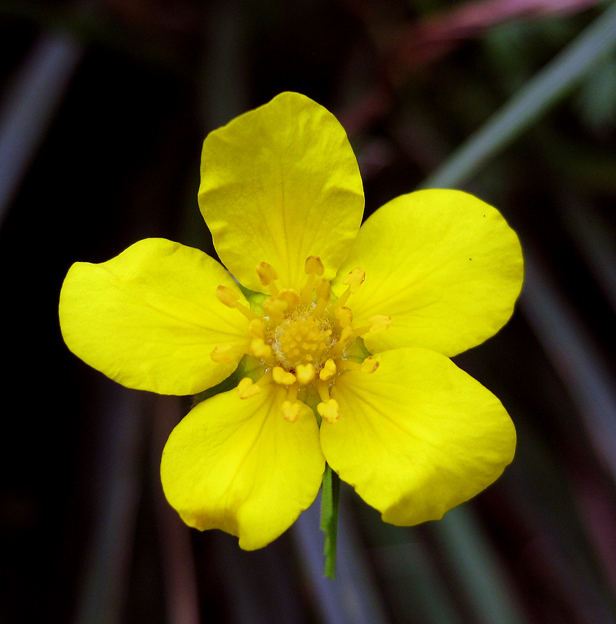 Изображение особи Potentilla anserina.