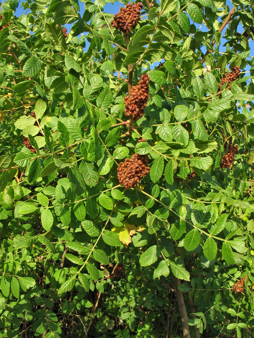 Image of Rhus coriaria specimen.