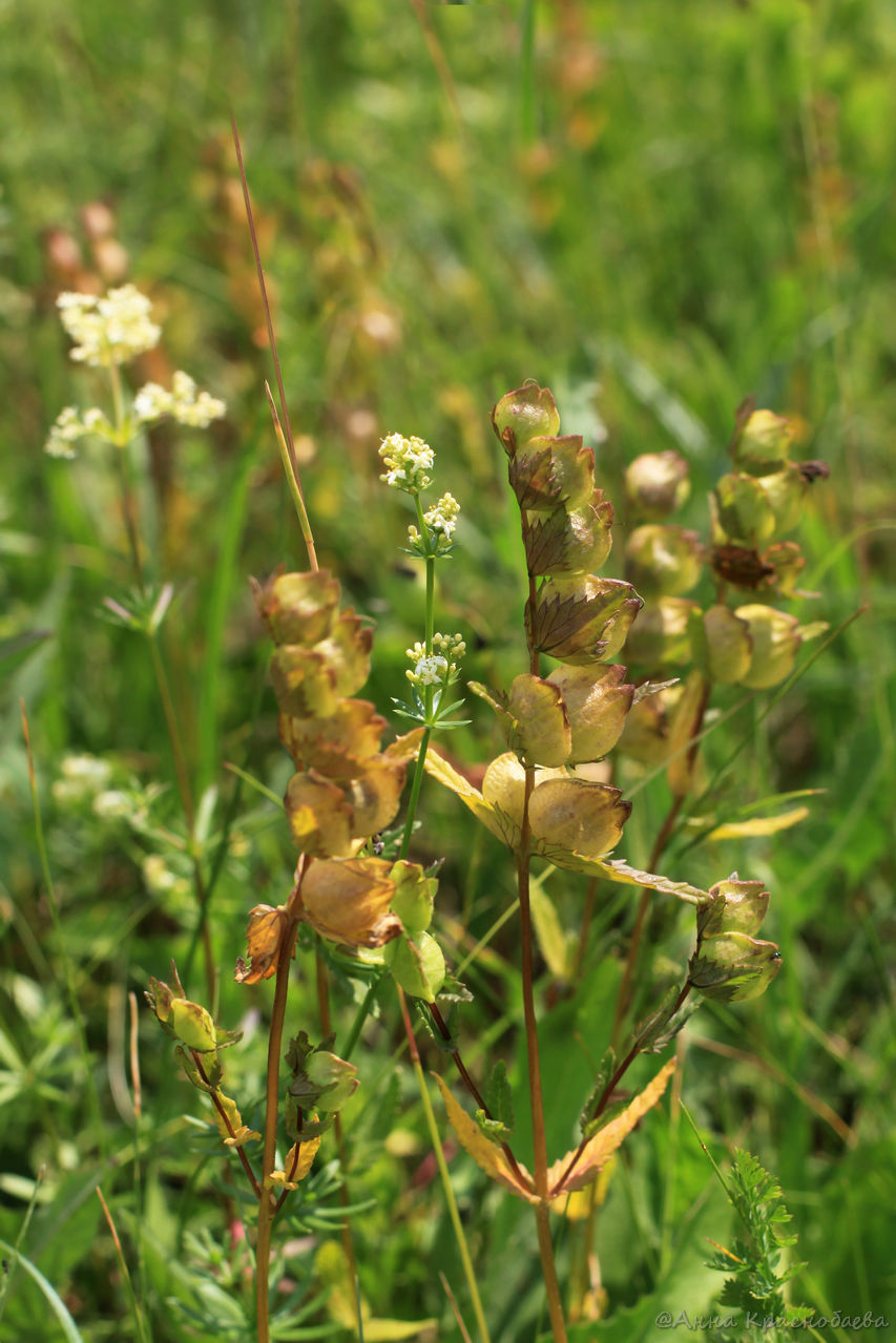 Image of Rhinanthus vernalis specimen.