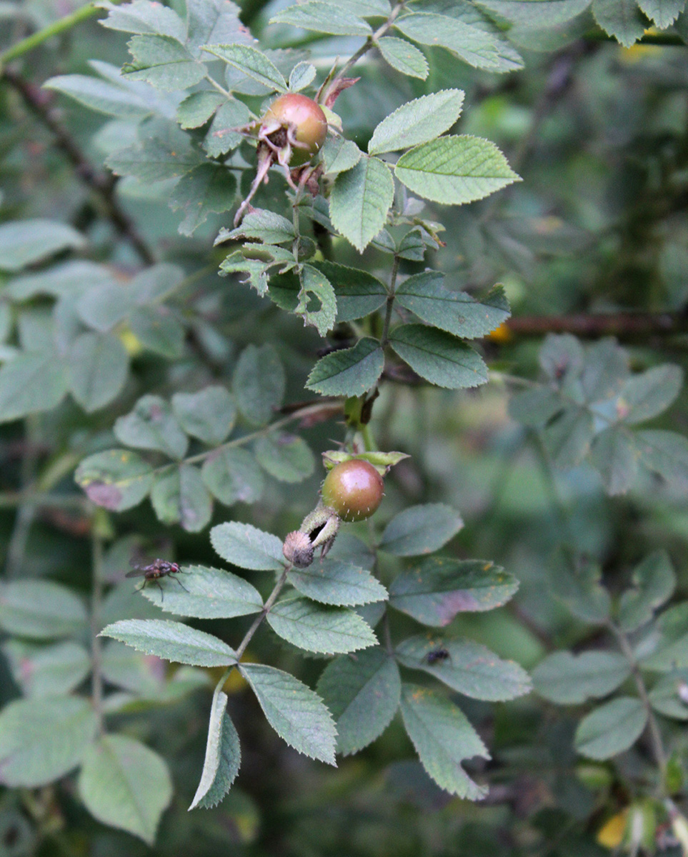 Image of Rosa mollis specimen.