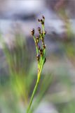 род Juncus. Верхушка побега с соцветием. Карелия, Лоухский р-н, окр. пос. Чкаловский, берег Белого моря, каменистый приморский луг. 12.06.2020.