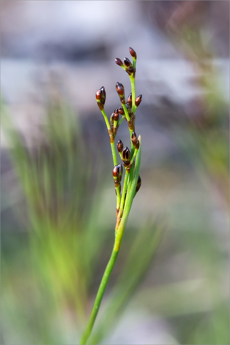 Изображение особи род Juncus.