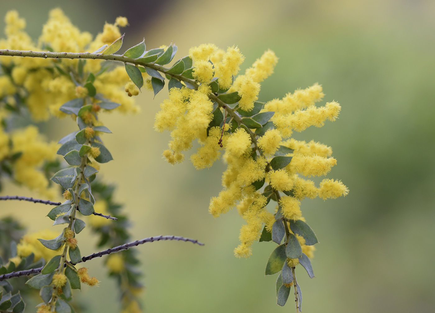 Изображение особи Acacia vestita.