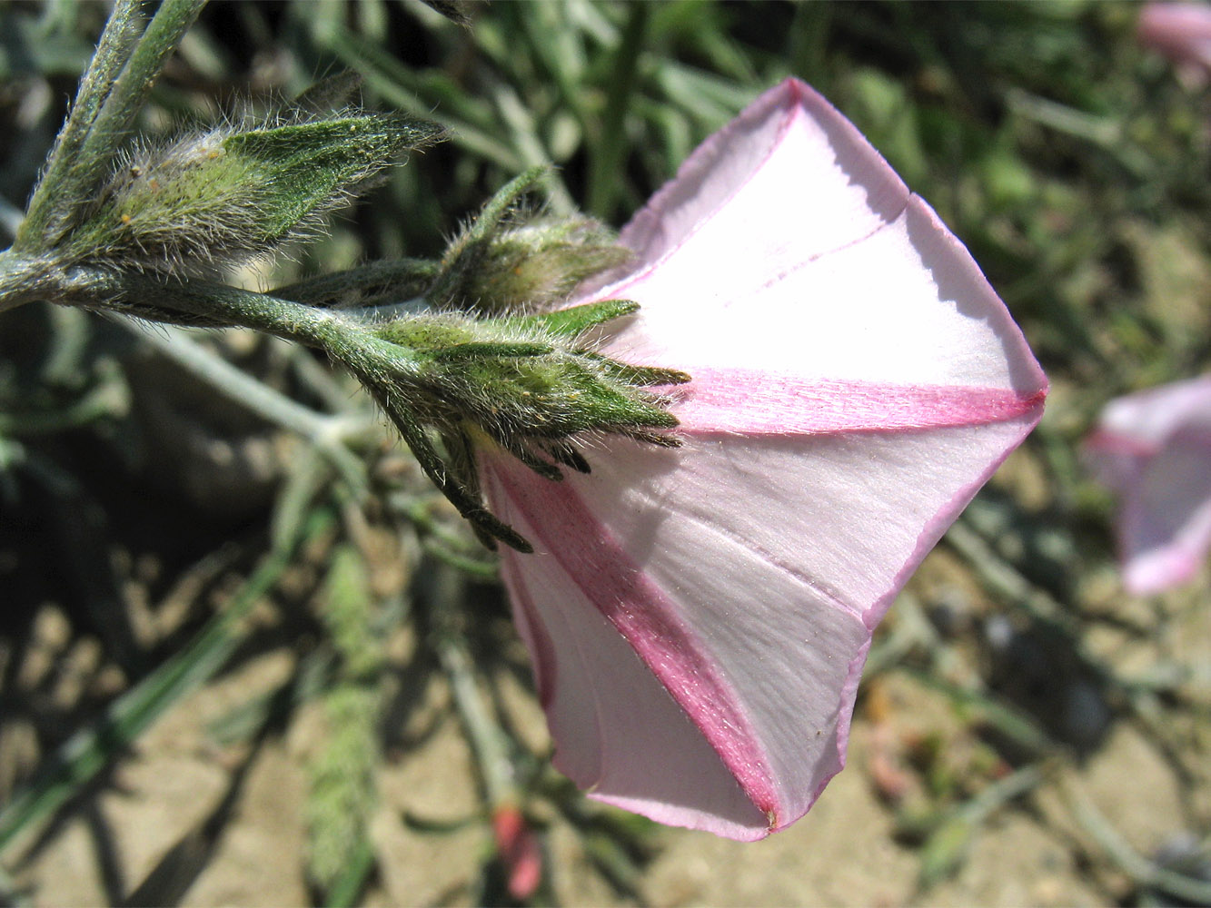 Image of Convolvulus cantabrica specimen.