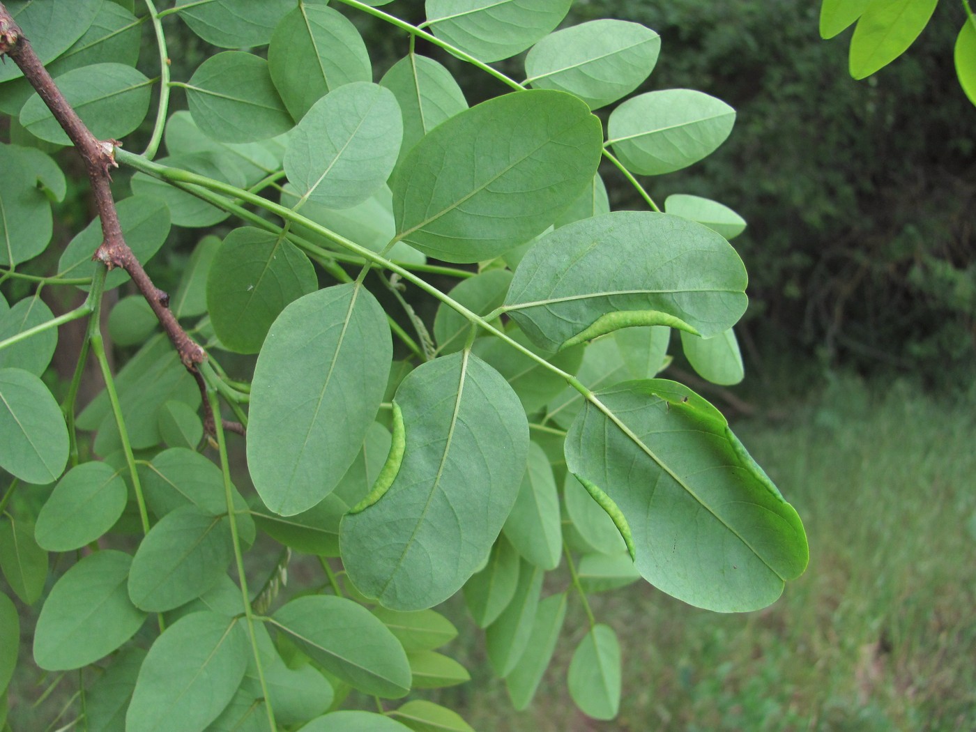 Изображение особи Robinia pseudoacacia.