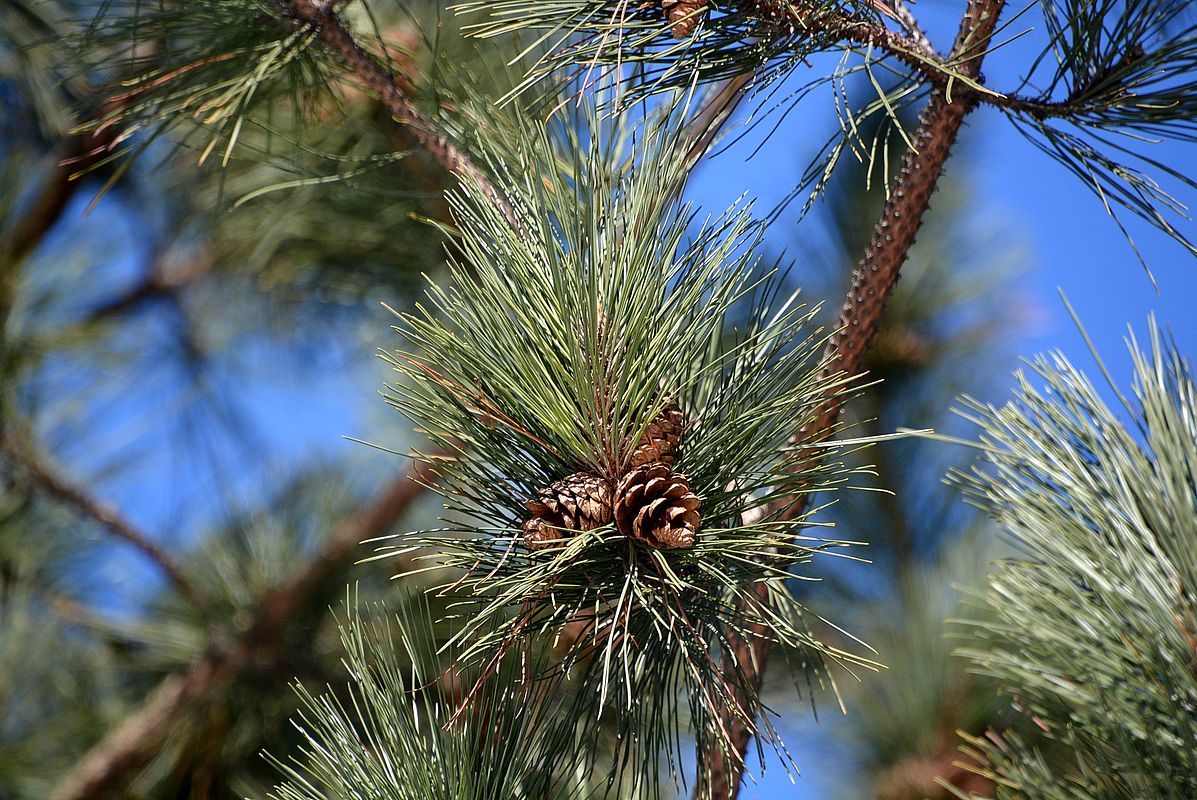 Изображение особи Pinus resinosa.