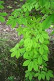 Aesculus × neglecta