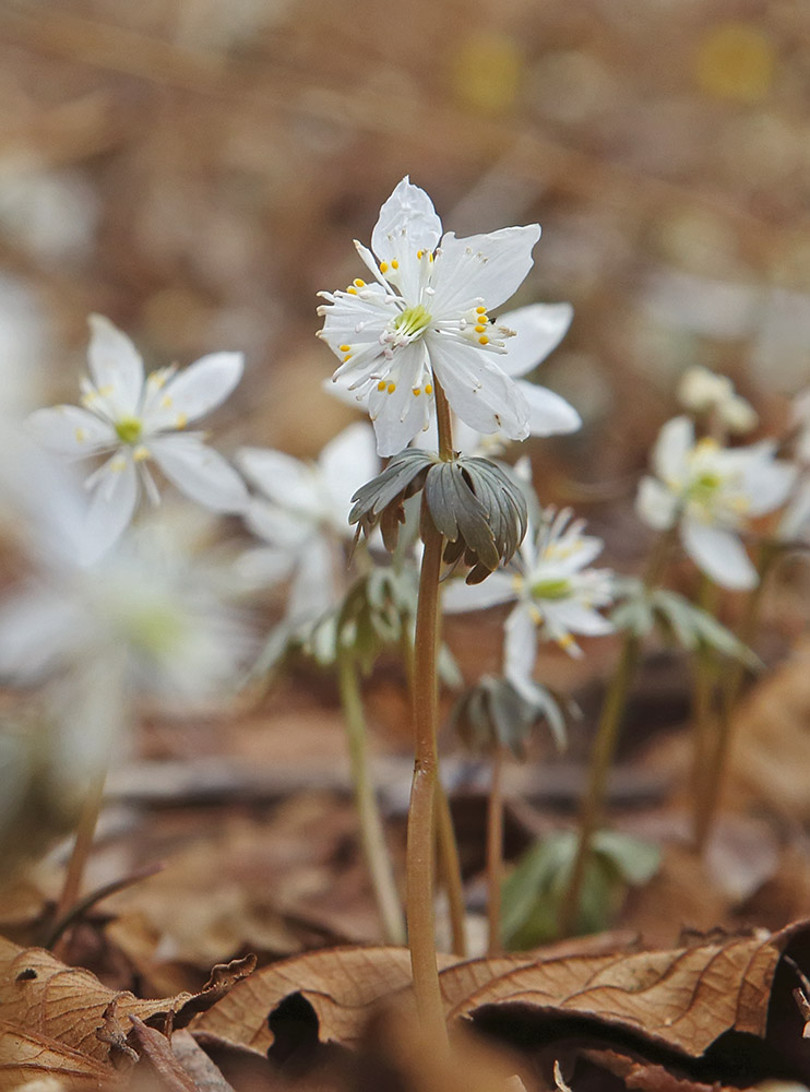 Image of Eranthis stellata specimen.