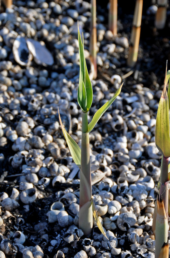 Изображение особи Phragmites australis.