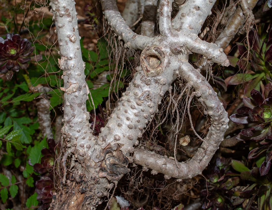 Image of Aeonium arboreum specimen.