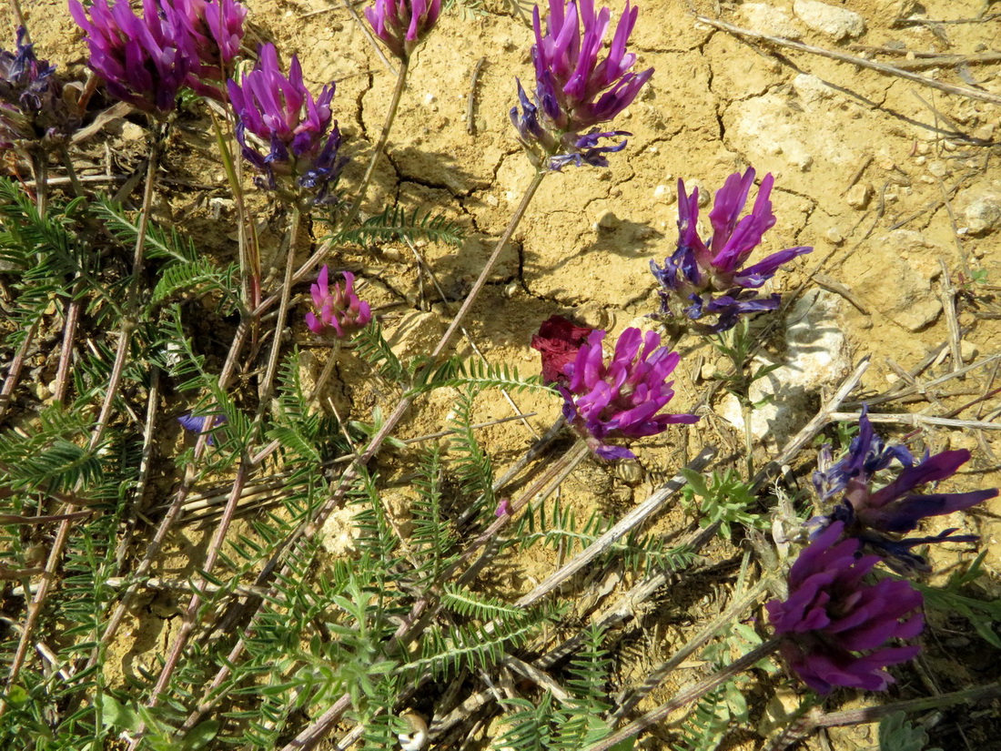 Image of Astragalus onobrychis individual.